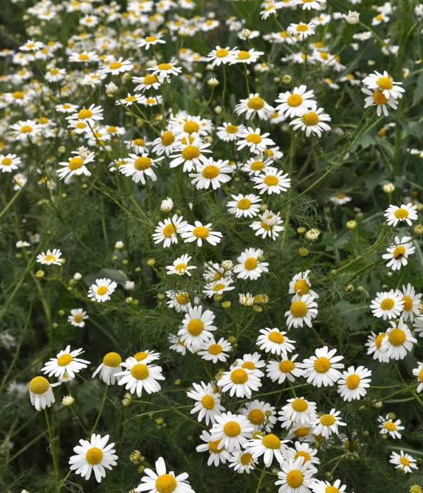 Chamomile for Skin: Soothe and Nourish Your Skin | Furtuna Skin